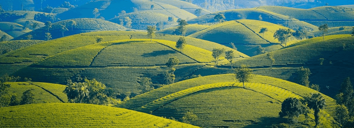 Iris-localize-home-page